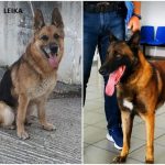 astinomikos-skilos-kakavia-p7rwr1le8r7p5a97pq9ujf2d8y75uoxn1vj2kub2rc.jpg