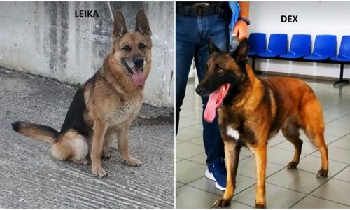 astinomikos-skilos-kakavia-p7rwr1le8r7p5a97pq9ujf2d8y75uoxn1vj2kub2rc.jpg