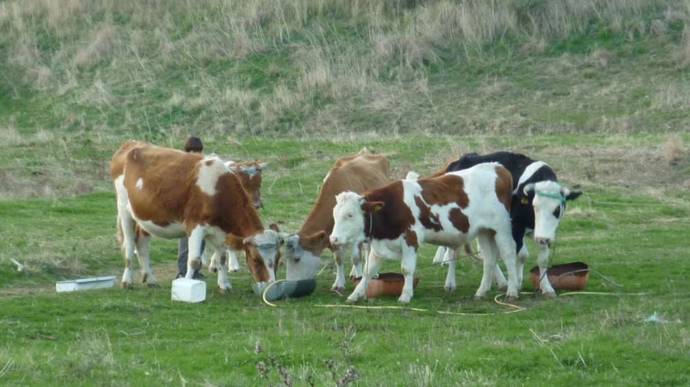 moscha.jpg